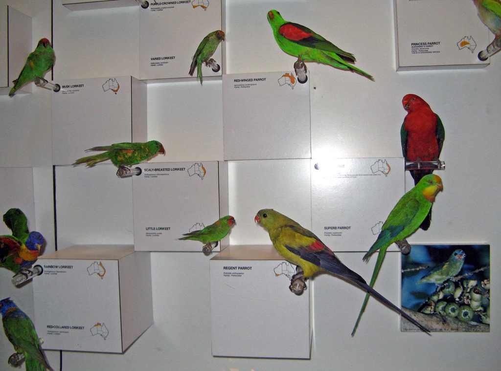 Stuffed Lorikeets and Parrots